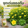 potentilla 1