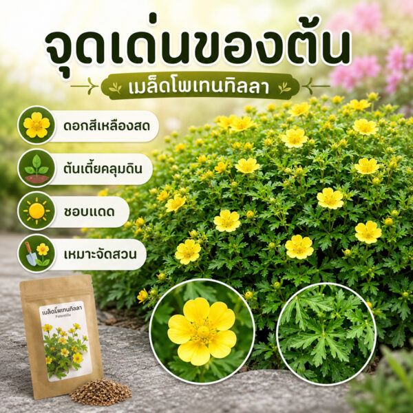 potentilla 1