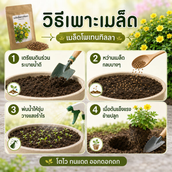 potentilla 2