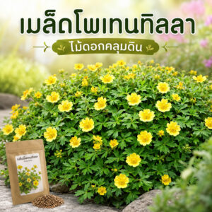 potentilla main potentilla main