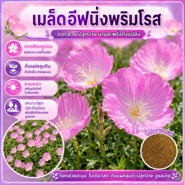 primrose 1