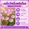 primrose 4