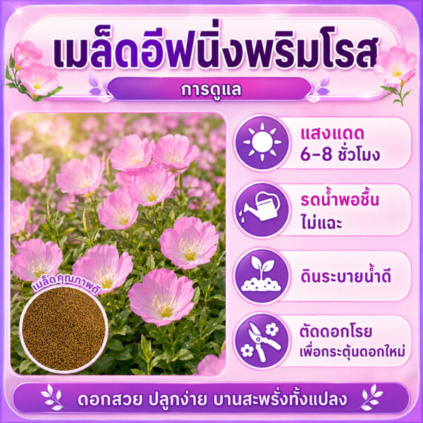 primrose 4