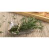 rosemary 1 rosemary 1