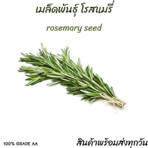 rosemary main rosemary main