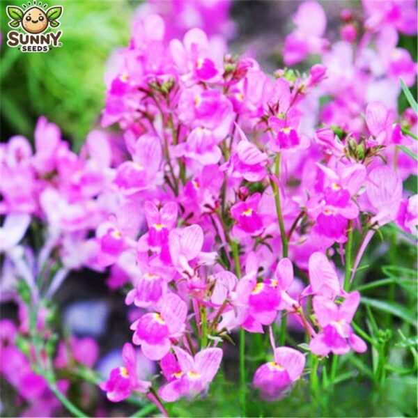 silene 1 silene 1