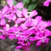 silene 2 silene 2