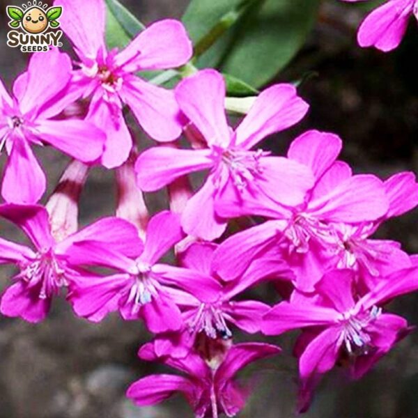 silene 2 silene 2