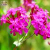 silene 3 silene 3