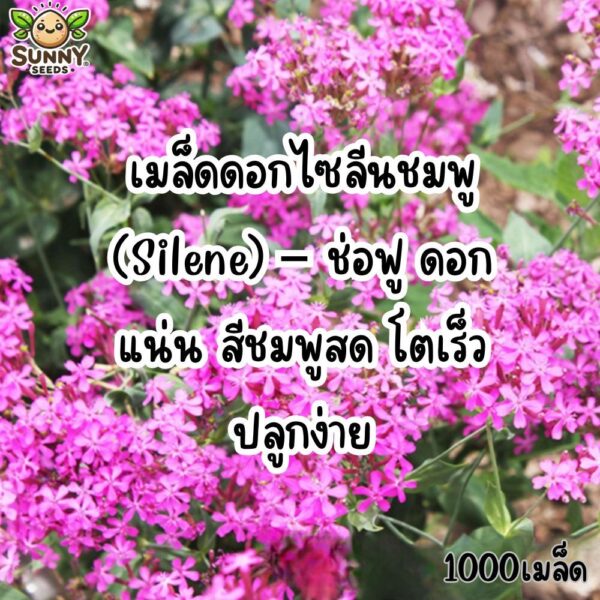 silene main silene main
