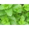 spearmint 1