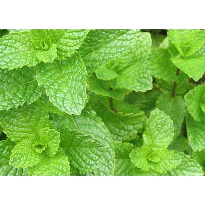 spearmint 1