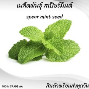 spearmint main spearmint main
