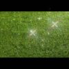 taiwangrass 1 taiwangrass 1