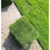 taiwangrass 2 taiwangrass 2