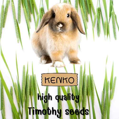 timothy main timothy main