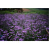 verbena 1 verbena 1
