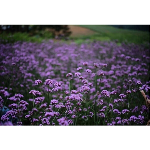 verbena 1 verbena 1