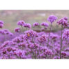 verbena main verbena main