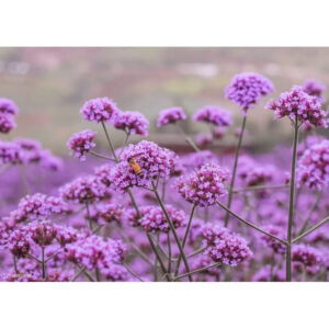 verbena main verbena main