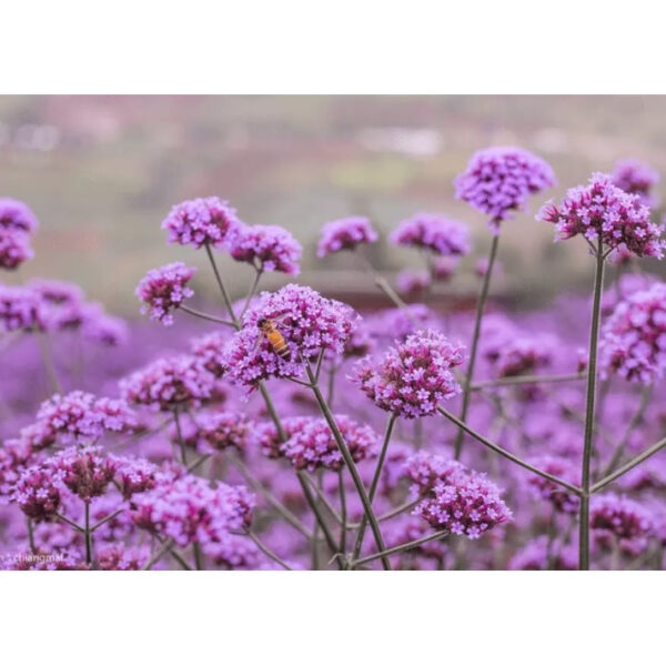 verbena main verbena main