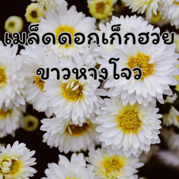 white chry main white chry main