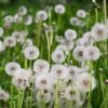 wilddandelion 2