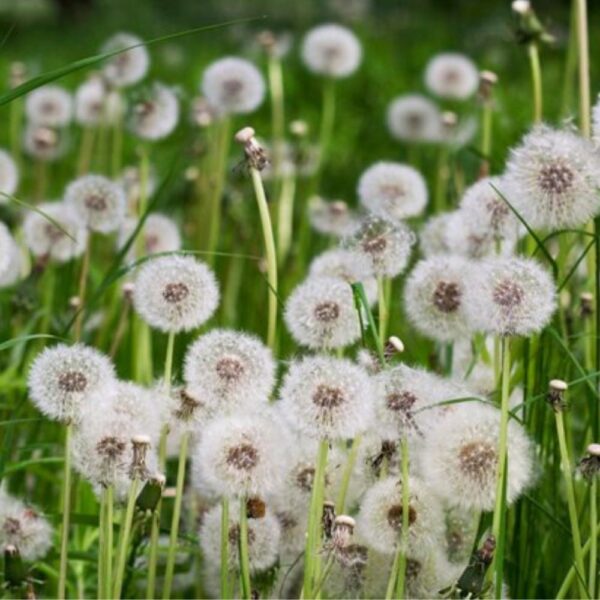 wilddandelion 2