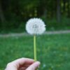 wilddandelion 3