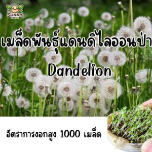 wilddandelion main wilddandelion main
