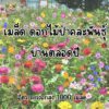 wildflower mix 1