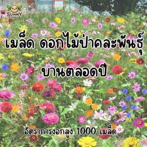 wildflower mix 1