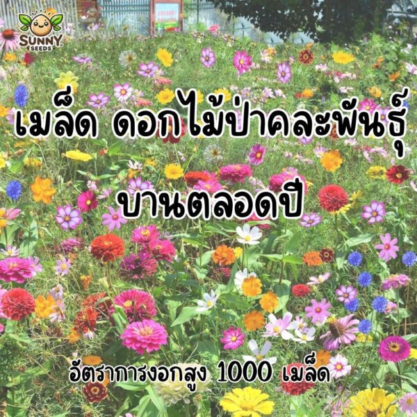 wildflower mix 1