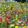 wildflower mix 3