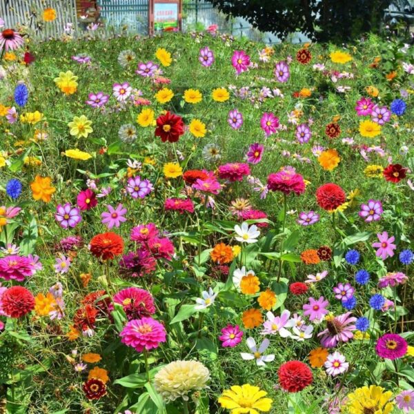 wildflower mix 3