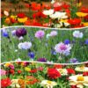 wildflower mix 5