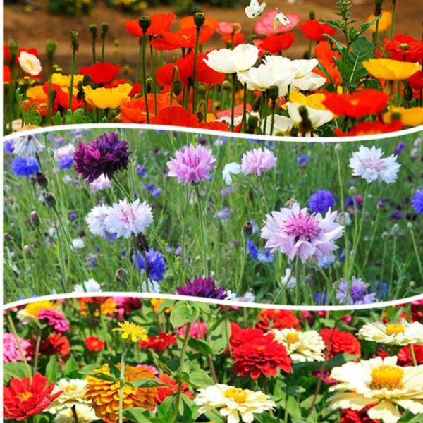 wildflower mix 5