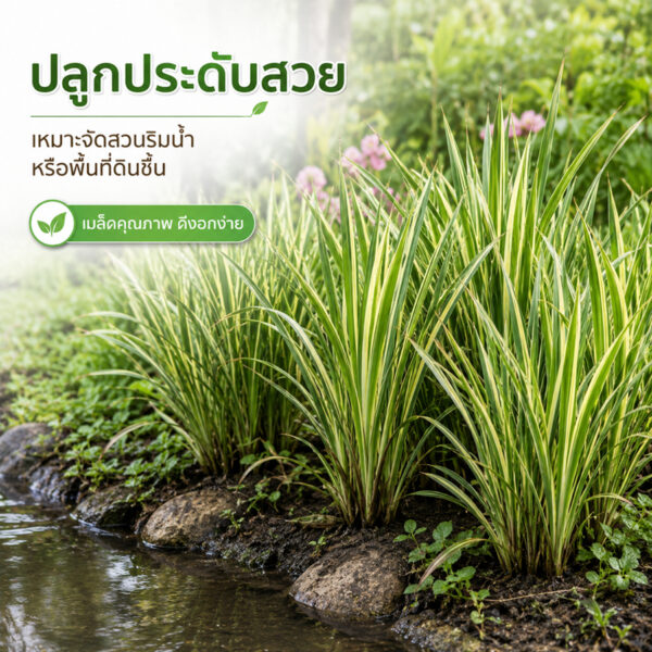 yagdang 2