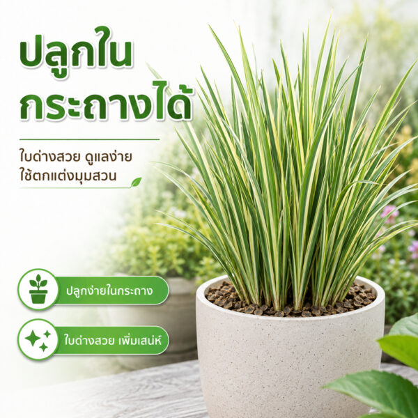 yagdang 3