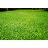 zoysia 1