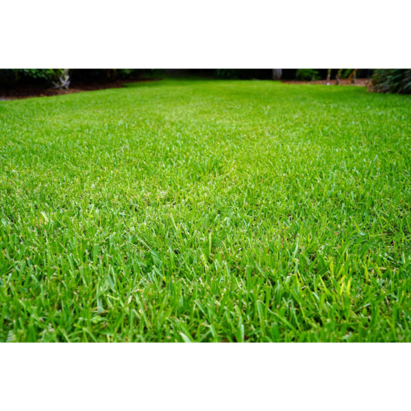 zoysia 1