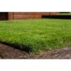 zoysia 2