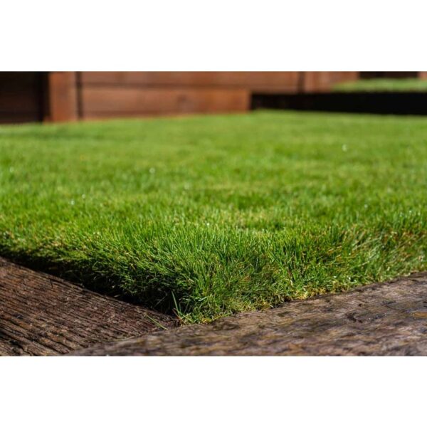 zoysia 2