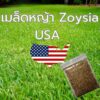 zoysia main