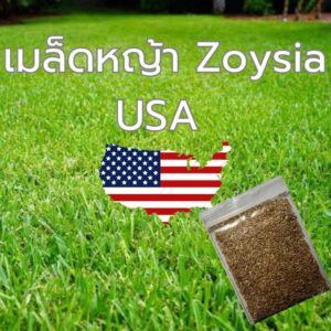 zoysia main zoysia main