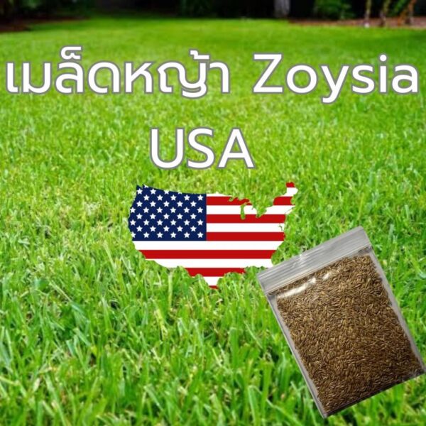 zoysia main
