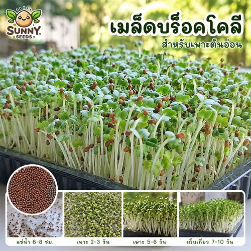 ต้นอ่อนบร๊อคโครี่